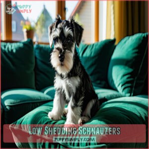 Low Shedding Schnauzers