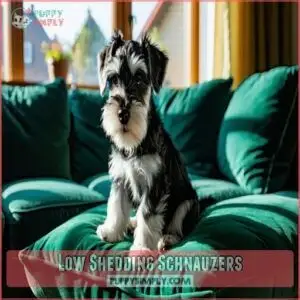 Low Shedding Schnauzers Low Shedding Schnauzers