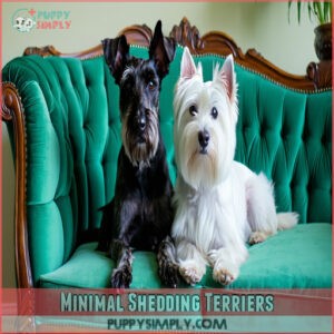 Minimal Shedding Terriers