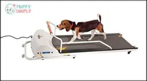 PetRun PR720F Dog Treadmill Indoor