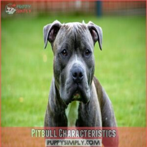 Pitbull Characteristics