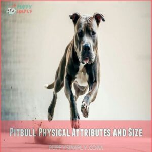 Pitbull Physical Attributes and Size