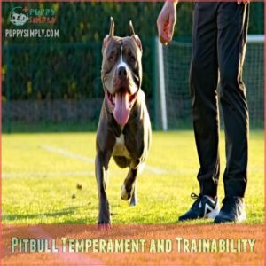 Pitbull Temperament and Trainability