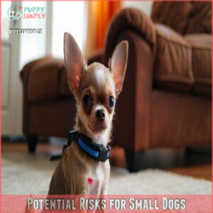 Potential Risks for Small Dogs