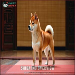 Shiba Inu Overview