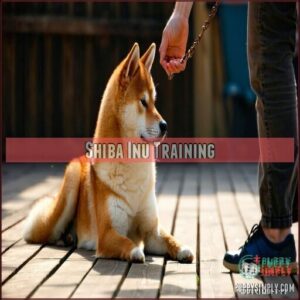 Shiba Inu Training