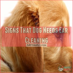 Signs That Dog Needs Ear Cleaning