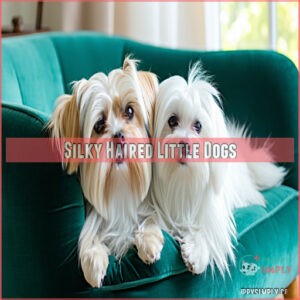 Silky Haired Little Dogs