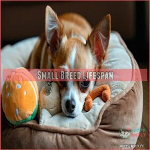 Small Breed Lifespan