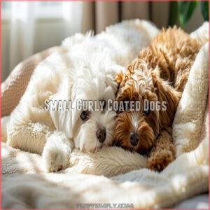 Small Curly Coated Dogs