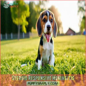 Steroid Responsive Meningitis