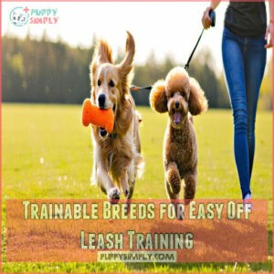 Trainable Breeds for Easy Off Leash Training