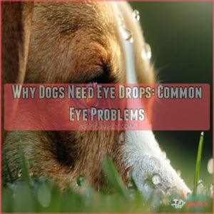 Why Dogs Need Eye Drops: Common Eye Problems