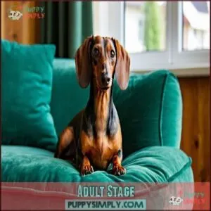 Adult Stage