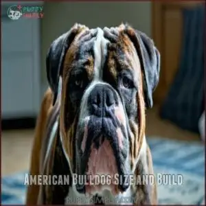 American Bulldog Size and Build