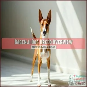 Basenji Dog Breed Overview
