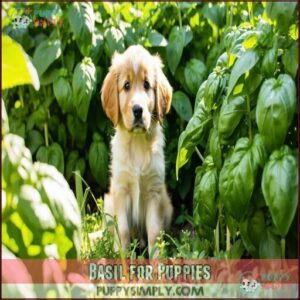 Basil for Puppies