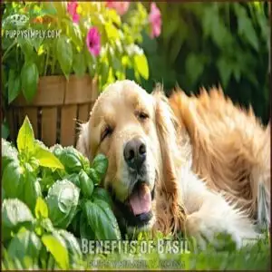 Benefits of Basil
