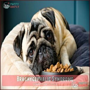 Brachycephalic Syndrome