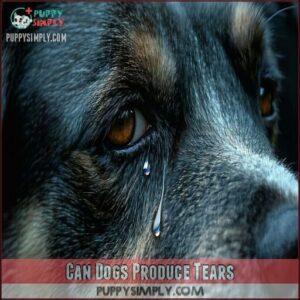 Can Dogs Produce Tears