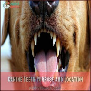 Canine Teeth Purpose and Location