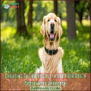 Choosing The Right Collar for Your Dog: a Customized Approach