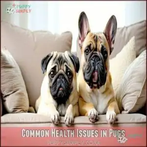Common Health Issues in Pugs