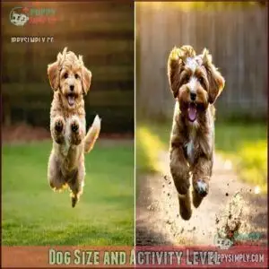 Dog Size and Activity Level