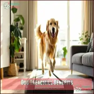 Dog Treadmill Benefits