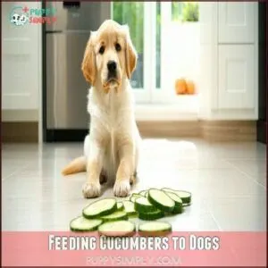 Feeding Cucumbers to Dogs