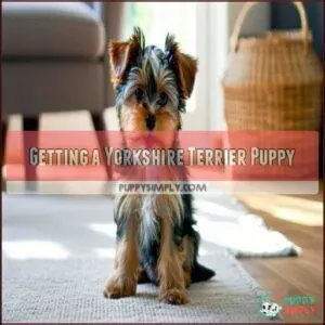 Getting a Yorkshire Terrier Puppy