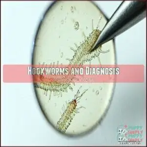 Hookworms and Diagnosis