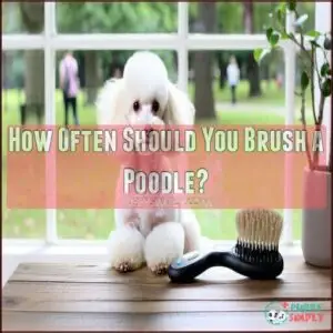 How Often Should You Brush a Poodle