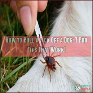 how to pull a tick off a dog