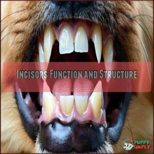 Incisors Function and Structure