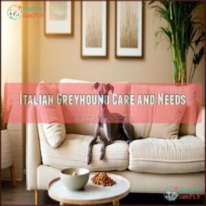 Italian Greyhound Care and Needs