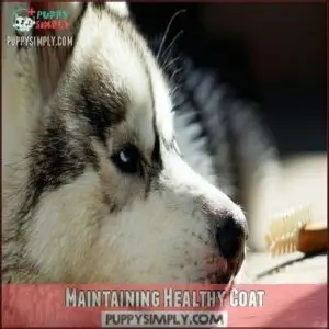 Maintaining Healthy Coat