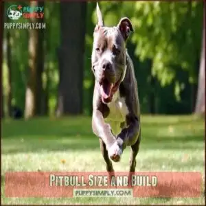 Pitbull Size and Build