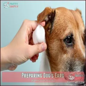 Preparing Dog