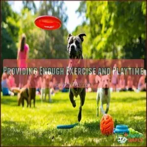 Providing Enough Exercise and Playtime
