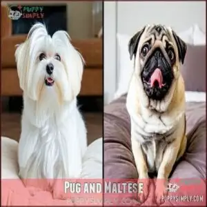 Pug and Maltese