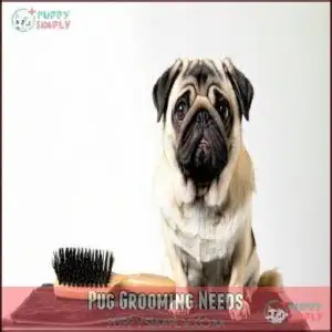 Pug Grooming Needs