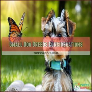 Small Dog Breeds Considerations