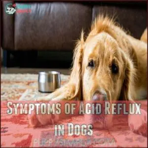 Symptoms of Acid Reflux in Dogs