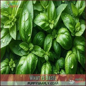 What is Basil