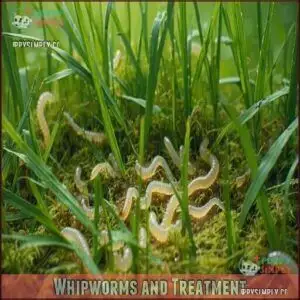 Whipworms and Treatment