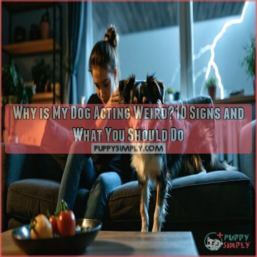 Why is My Dog Acting Weird?10 Signs and What You Should Do