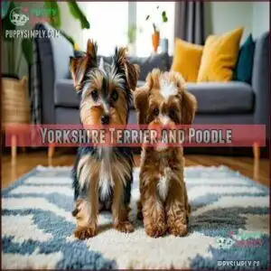 Yorkshire Terrier and Poodle