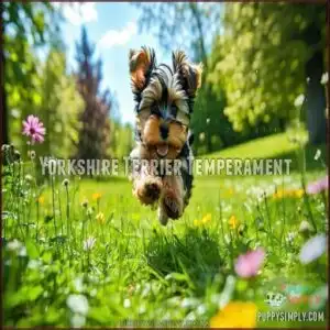 Yorkshire Terrier Temperament