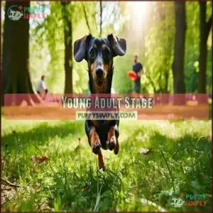 Young Adult Stage